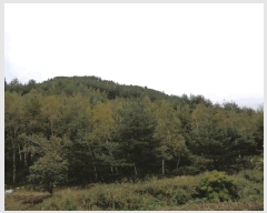  2025Ÿ��289 ���� ������ �׿ո� ���̸� ��98      ����(�Ӿ�)���