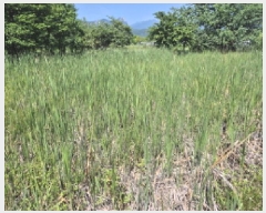  2025Ÿ10281  ʽ е 524       ()