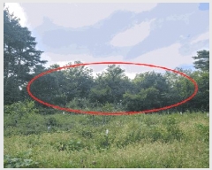  2025Ÿ��10379 ���� ��籺 �վ�� ��ȣ�� 368      ����(��1)���