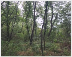  2025Ÿ��10379 ���� ��籺 �վ�� ��ȣ�� 368      ����(��1)���