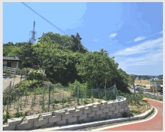  2025Ÿ��244 ���� ������ ������ ������ ��75      ����(�Ӿ�)���