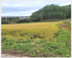  2025Ÿ��10376 ���� ��籺 ������ �ߺҸ� 29      ����(��1)���