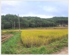  2025Ÿ��10376 ���� ��籺 ������ �ߺҸ� 29      ����(��1)���