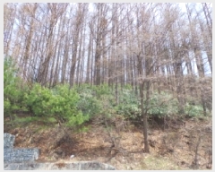  2025Ÿ��523 ���� �¹�� ���� ��63-56       ����(�Ӿ�)���