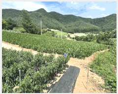  2025Ÿ��974  �����