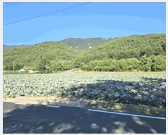  2025Ÿ��30516 ���� ��â�� ��ȭ�� �Ͼȹ̸� 119      ����(��1)���
