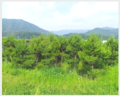  2025Ÿ��783  �����