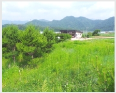  2025Ÿ��783  �����