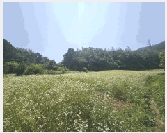  2025Ÿ��967 ���� ������ ��õ�� �ݸ��� 407      ����(��1)���