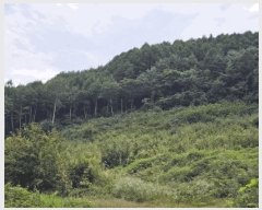  2025Ÿ��1311 ���� ��â�� ���θ� ���׸� 220-1      ����(��1)���