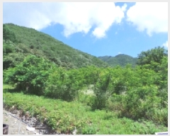  2025Ÿ��30490 ���� ������ ������ ���ϸ� 367-1      ����(��1)���