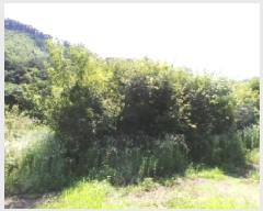  2025Ÿ��30495  �Ӿ߰��