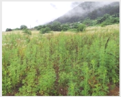  2025Ÿ��30514 ���� ������ �ŵ��� ��ġ�� 250-2      ����(��1)���