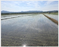  2025Ÿ��2173 ��� ������ ź�θ� ������ 240      ����(��)���