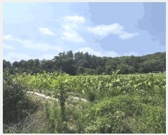  2025Ÿ51435  걺  ︮ 146      (1)