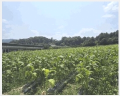  2025Ÿ51435  걺  ︮ 146      (1)