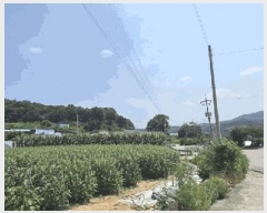  2025Ÿ51435  걺  ︮ 146      (1)