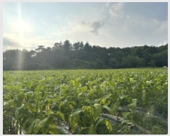  2025Ÿ51435  걺  ︮ 146      (1)