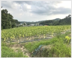  2025Ÿ51435  걺  ︮ 146      (1)