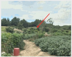  2025Ÿ��51775  �����