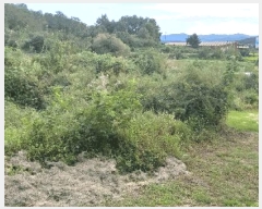  2025Ÿ��51775  �����