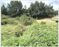  2025Ÿ��51775  �����