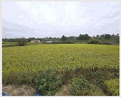  2025Ÿ��51781  ����