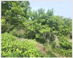  2025Ÿ51270  õ   620      (1)