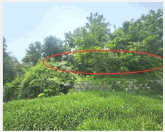  2025Ÿ51270  õ   620      (1)