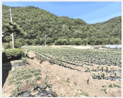  2025Ÿ51296   Ѹ  434-3      ()