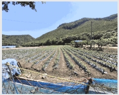  2025Ÿ51296   Ѹ  434-3      ()