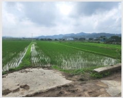  2025Ÿ��51361  ����