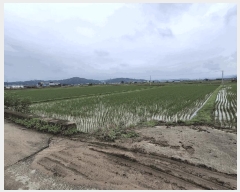  2025Ÿ��51361  ����