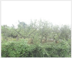  2025Ÿ��51527  ����