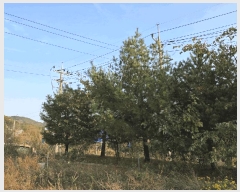  2025Ÿ��4964  â�����