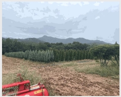  2025Ÿ51047  õ  ۸ 11-1      (Ӿ)