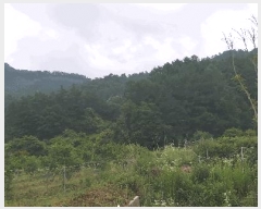  2025Ÿ51360  ûֽ 籸  ȣ 566     (1)