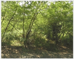  2025Ÿ��51467  �Ӿ߰��