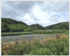  2025Ÿ51533   Ѹ Ұ踮 231      ()