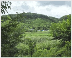  2025Ÿ51533   Ѹ Ұ踮 231      ()