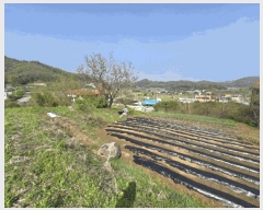  2025Ÿ��1965 ��� û�ֽ� ��籸 ������ ������ 393-2     ����(����)���