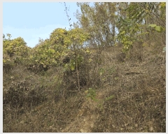  2025Ÿ��51876 ��� û�ֽ� ��籸 ���ϸ� �۾ϸ� ��24-3     ����(�Ӿ�)���