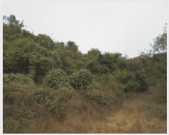  2025Ÿ��51876 ��� û�ֽ� ��籸 ���ϸ� �۾ϸ� ��24-3     ����(�Ӿ�)���