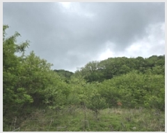  2025Ÿ51191  ûֽ 籸 ϸ ۾ϸ 77-33     (Ӿ)