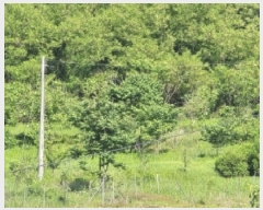  2025Ÿ51215   Ѹ ߻긮 66      (1)