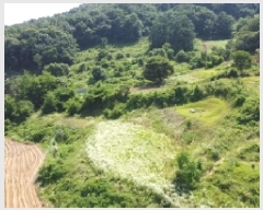  2025Ÿ��51395 ��� ���걺 �縮�� ȭ�긮 725      ����(��1)���