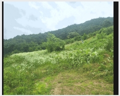  2025Ÿ��51395 ��� ���걺 �縮�� ȭ�긮 725      ����(��1)���