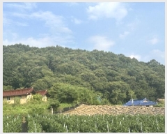  2025Ÿ��51614 ��� ���걺 û�ȸ� �� ��29-2      ����(�Ӿ�)���