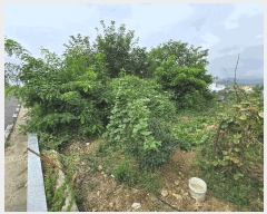  2025Ÿ��51716  �Ӿ߰��