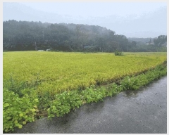  2025Ÿ��51784  ����